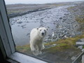 

Ciekawski niedźwiedź coraz
bliżej…(zdjęcie zrobione przez okno).

Fot. Marta Kondracka

